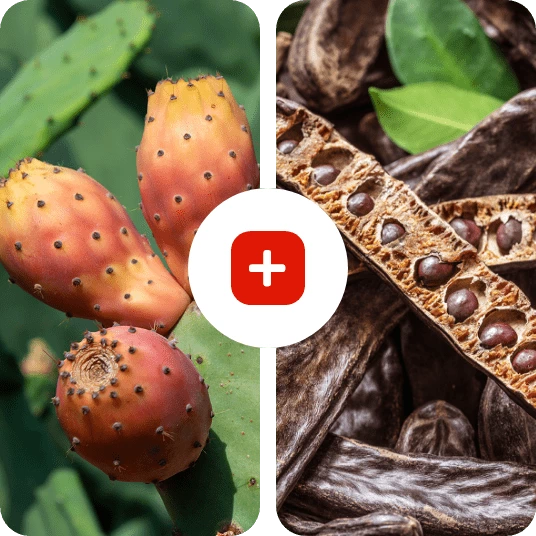 Illustrazione del complesso Carolean™ con fico d'India e carruba