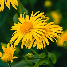Illustrazione di Arnica montana, ingrediente di Arthrovia