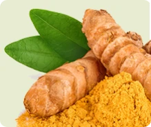 Illustrazione della curcuma (Curcumin C3 Complex®), componente di Lipid Control Plus