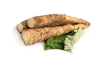 Icona estratto di radice di bardana