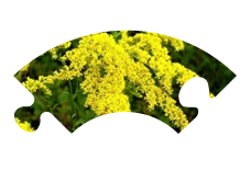 Icona estratto di stelo di verga d'oro