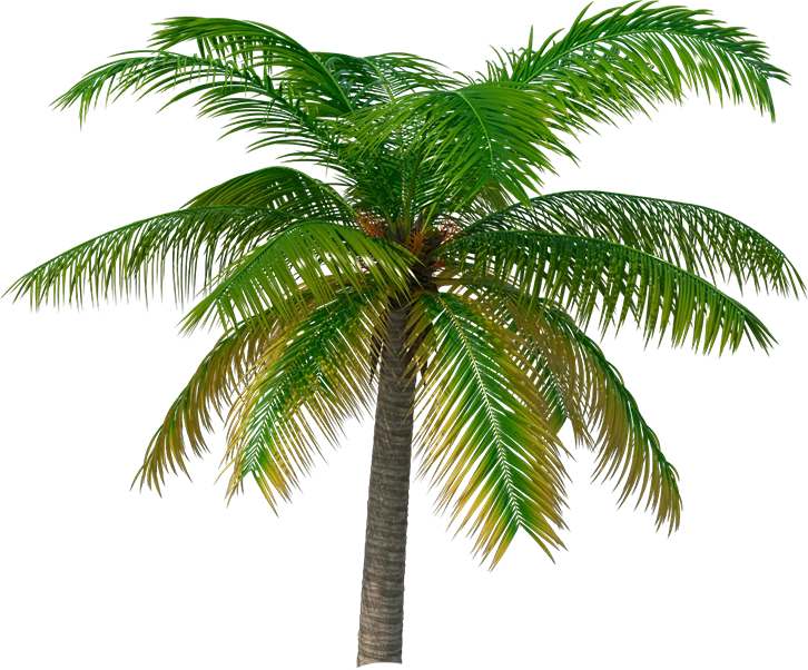 Illustrazione di una palma tropicale