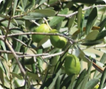 Illustrazione rappresentativa dell'estratto di oliva Oli-Ola™, un ingrediente di Lipid Control Plus