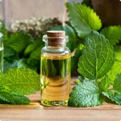 Immagine dell'estratto di melissa, ingrediente chiave di Cardiotens Plus