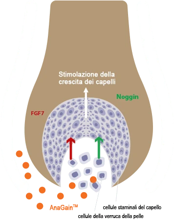 Diagramma del follicolo pilifero e azione di AnaGain™ Nu