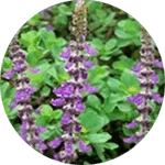 Icona dell'Estratto di radice di ortica indiana, ingrediente di Fat Burn Active