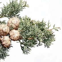 Essenza di Cupressus sempervirens, presente nella formula di Hondro Sol